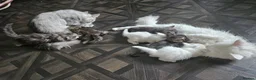 Mixed Breed cats for sale: Kittens  - Advert 1