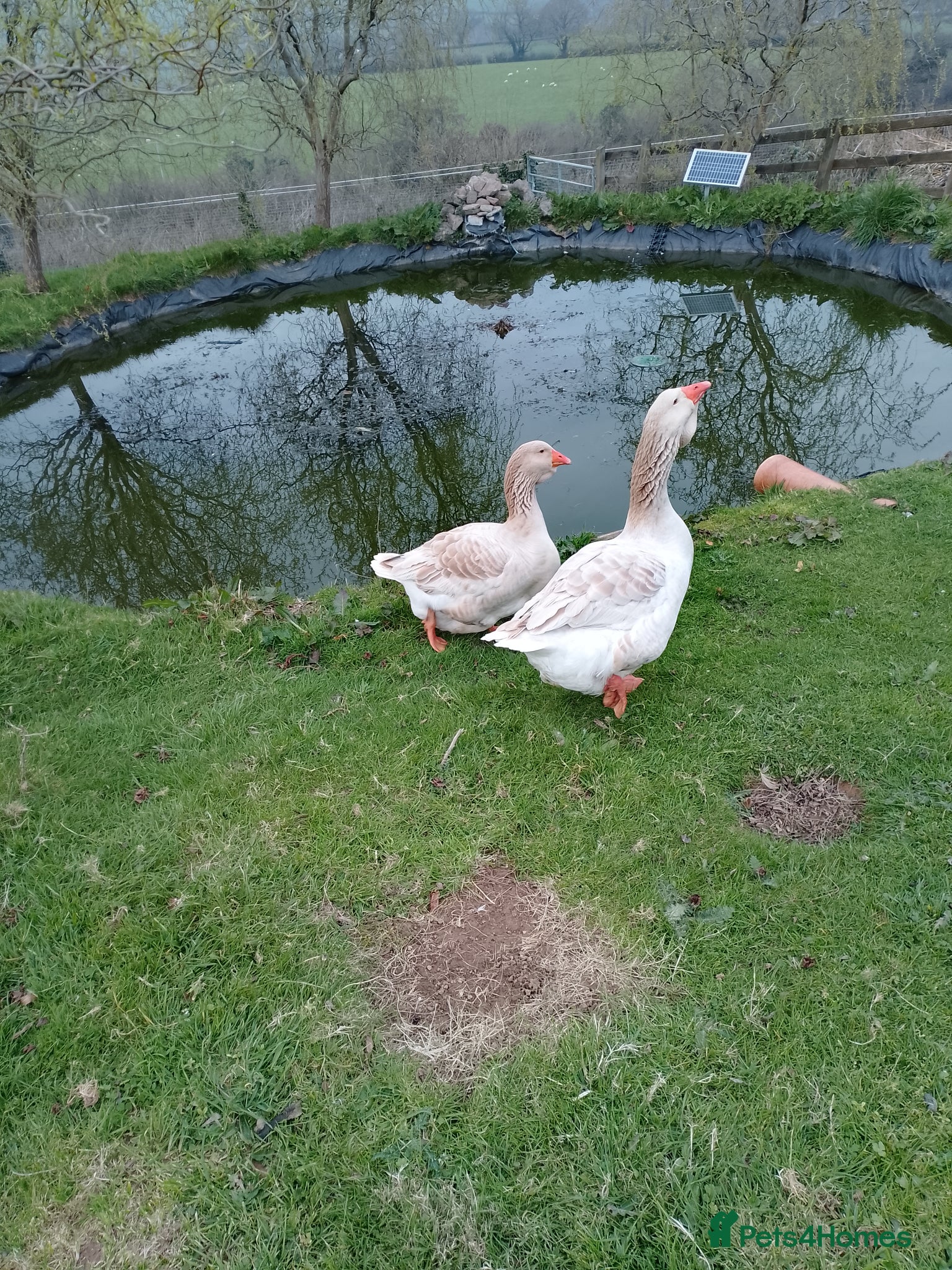Geese poultry buff Toulouse geese breeding pair  - Advert 3