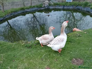 Geese poultry buff Toulouse geese breeding pair - Advert 3