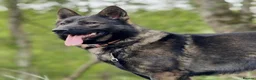 German Shepherd dogs for sale: Exceptional Czech German Shepherd WorkingLine Pups - Advert 1