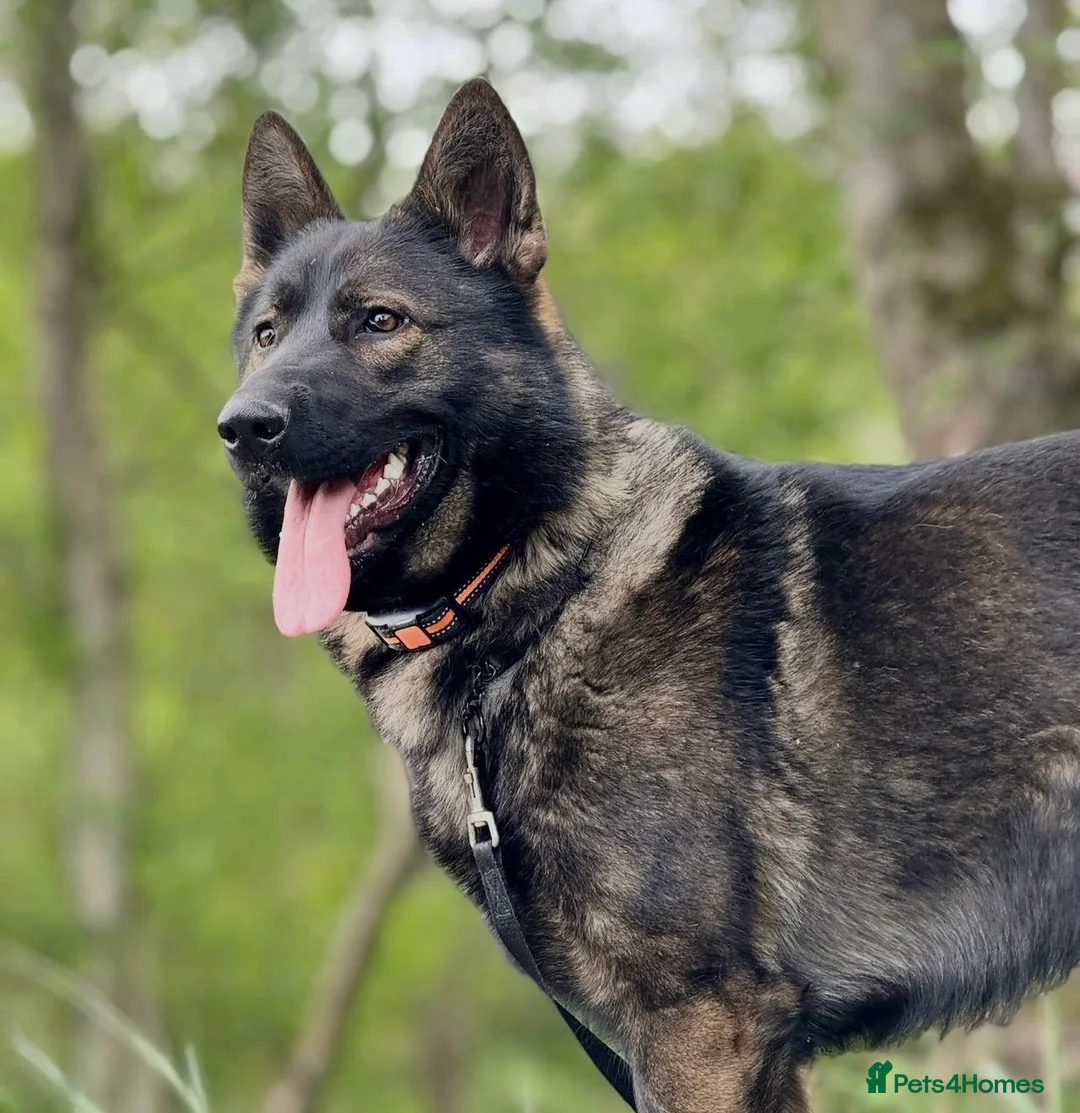 German Shepherd dogs for sale: Exceptional Czech German Shepherd WorkingLine Pups - Advert 1