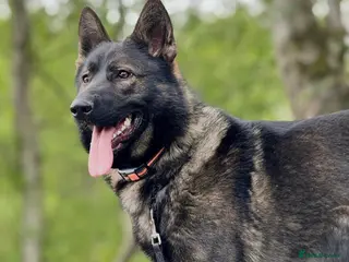 German Shepherd dogs Exceptional Czech German Shepherd WorkingLine Pups - Advert 1
