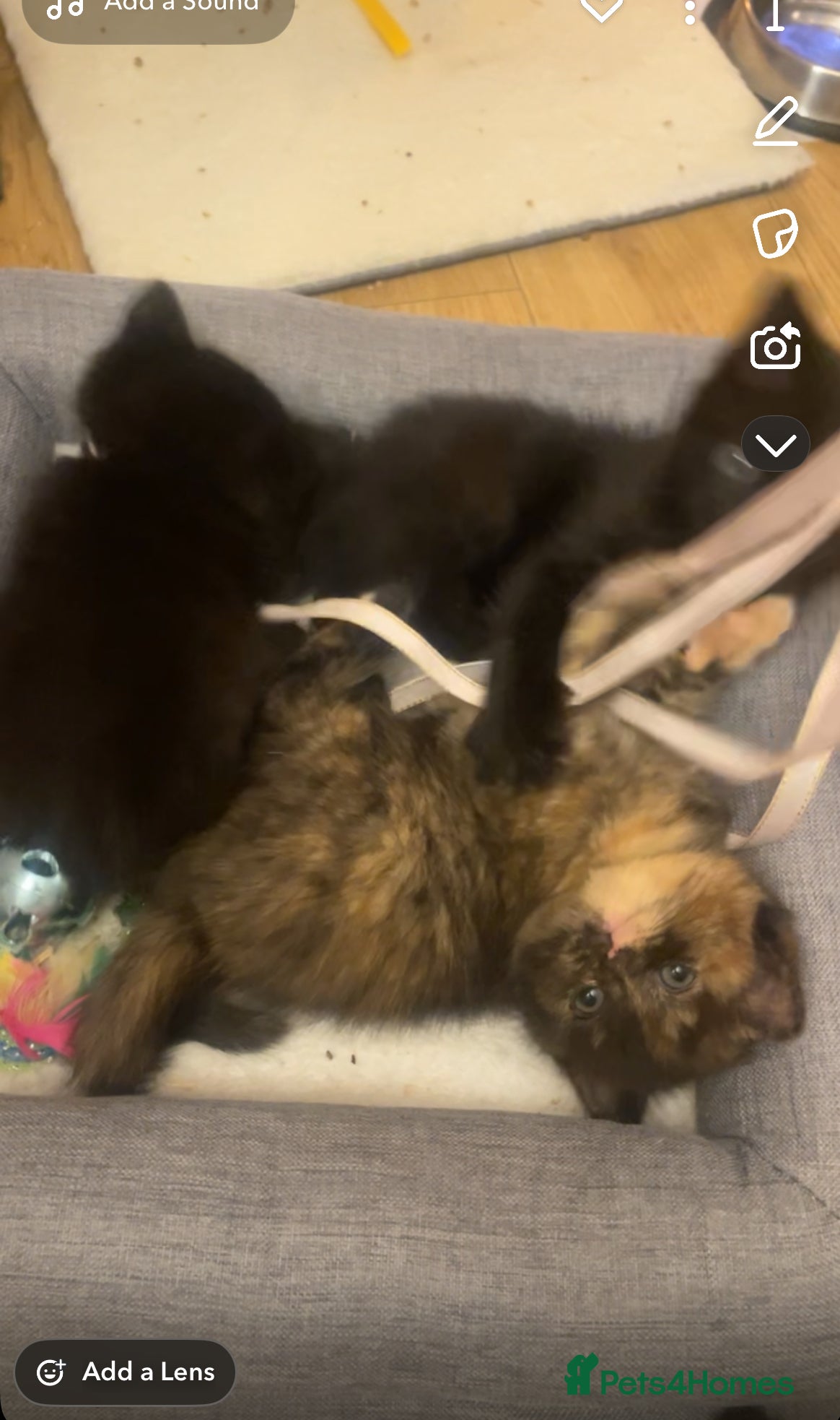 Ragdoll cats Ragdoll cross with British shorthair  - Advert 5