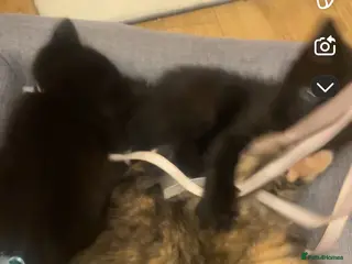 Ragdoll cats Ragdoll cross with British shorthair - Advert 5