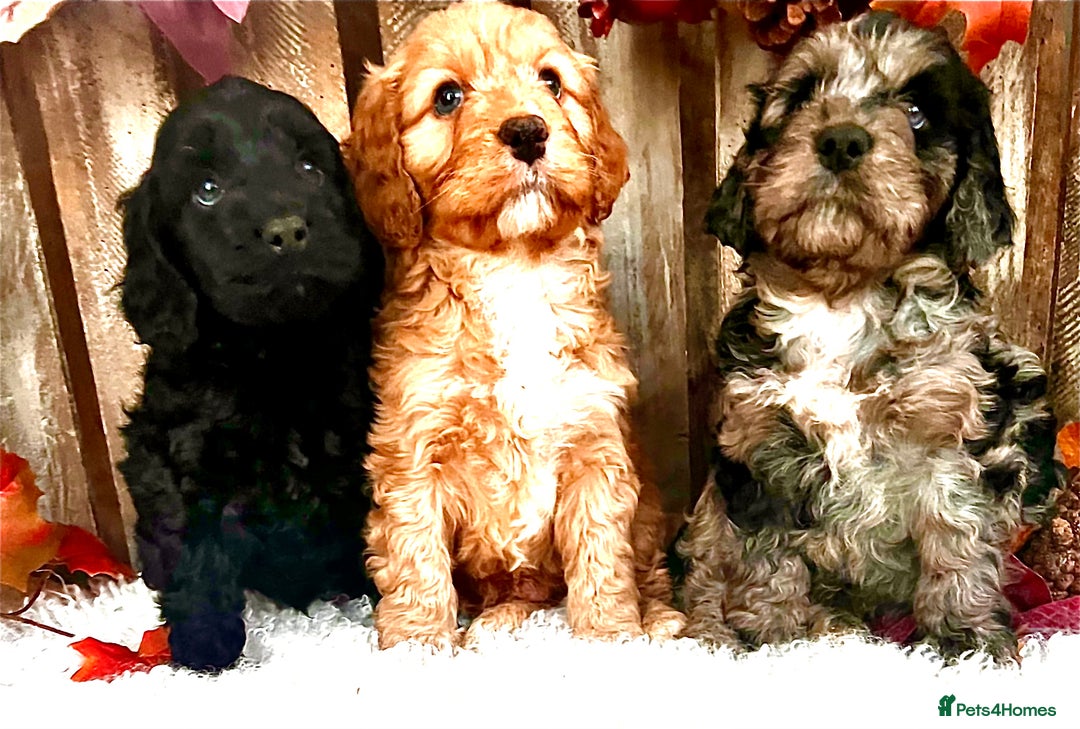 Cockapoo dogs for sale: Quality Cockapoo Puppies Blue Merle / Golden  - Advert 4