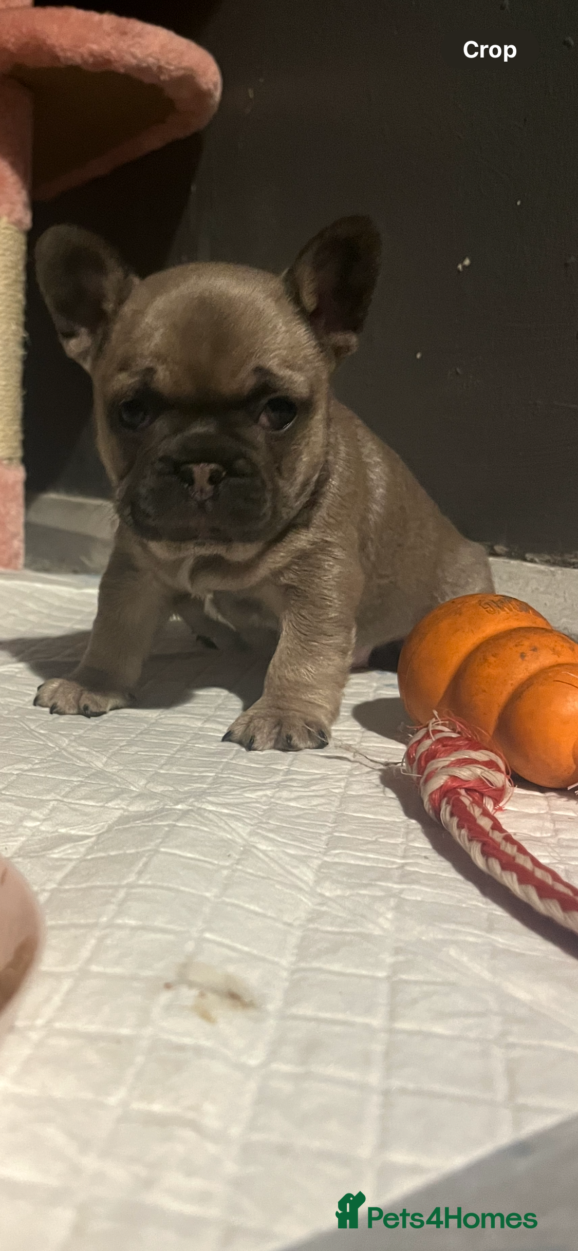 French Bulldog dogs French bulldog pup - Advert 13