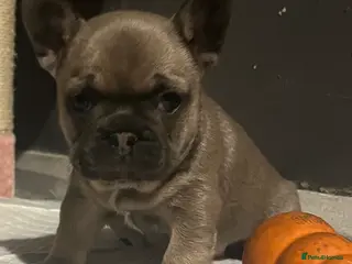 French Bulldog dogs French bulldog pup - Advert 13