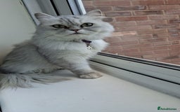 British Longhair cats for sale: Chinchilla cat - Image 3