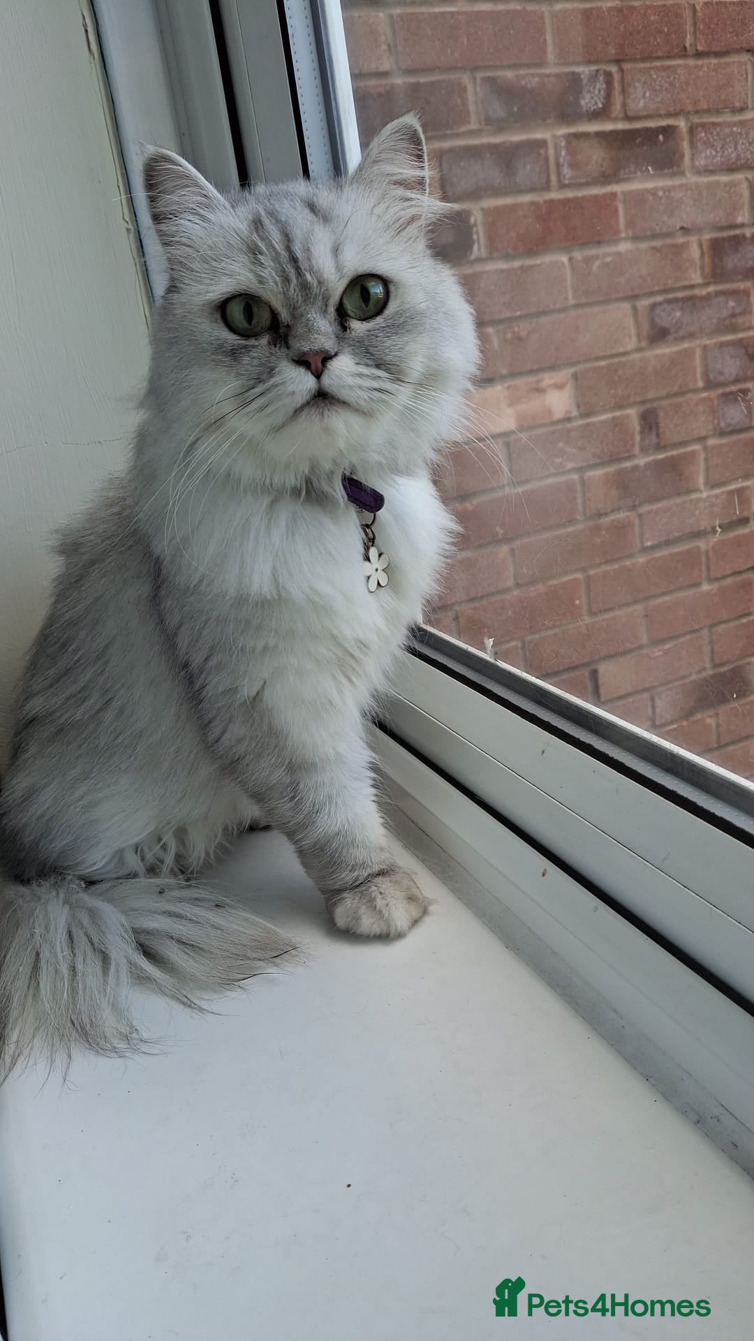 British Longhair cats for sale: Chinchilla cat - Image 3