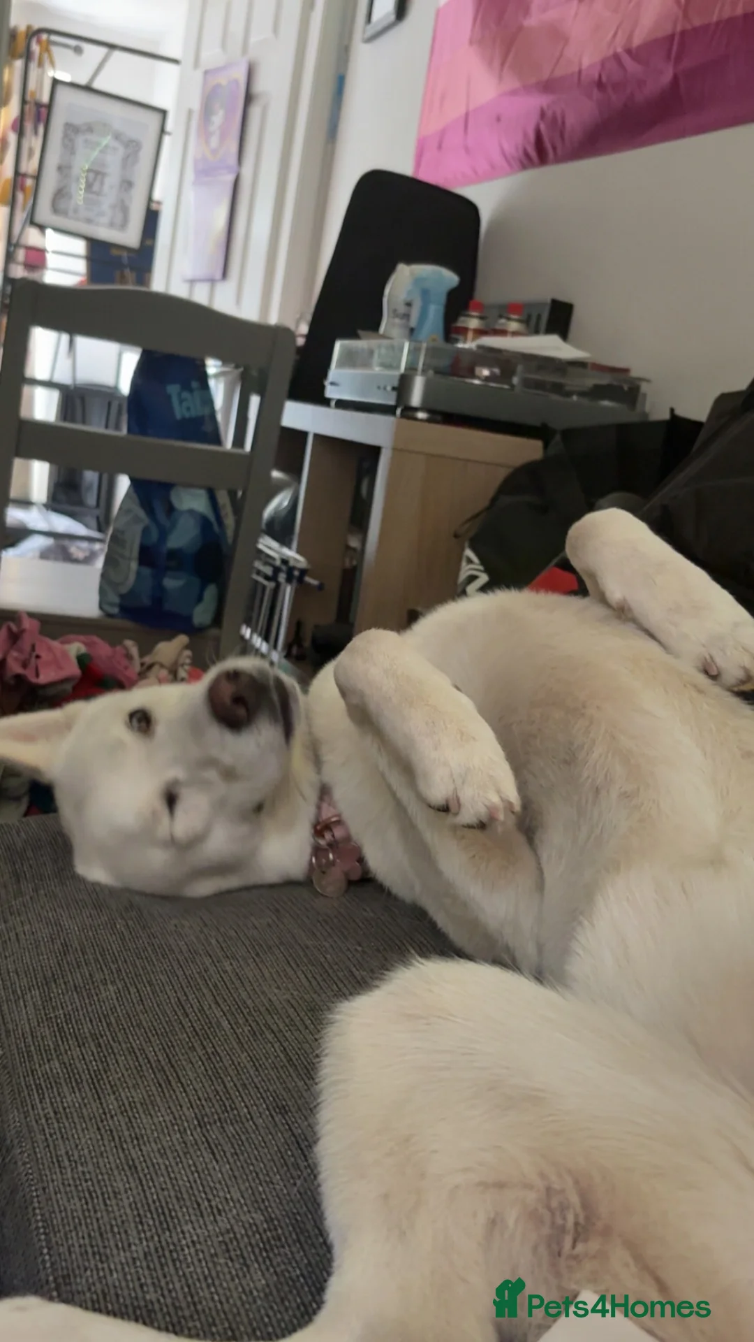 Siberian Husky dogs for sale: Kiki!!! White 18 month old husky - Advert 2