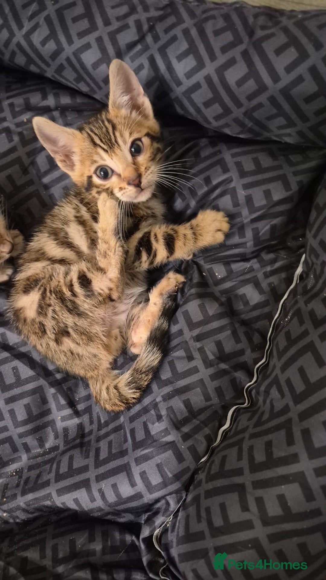 Bengal cats for sale: Beautiful bengal kittens  - Advert 30