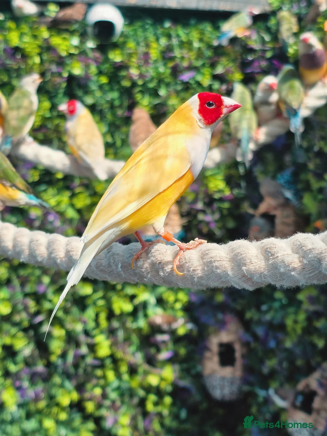 Mixed Breed birds for sale: Outdoor Aviary Birds - Finches & Canaries - Advert 6