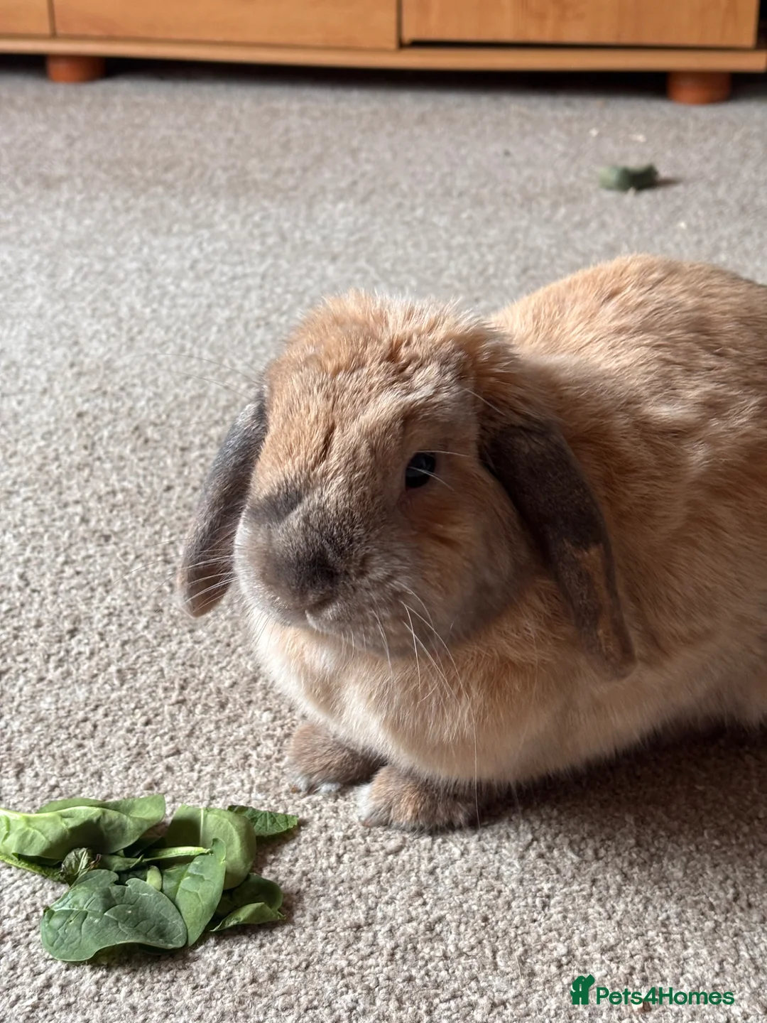 Mini Lop rabbits for sale: Neutered 4yo mini lop with toys and cage  - Advert 2