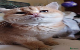 British Shorthair cats for sale: British Short Hair BSH kittens - Image 2