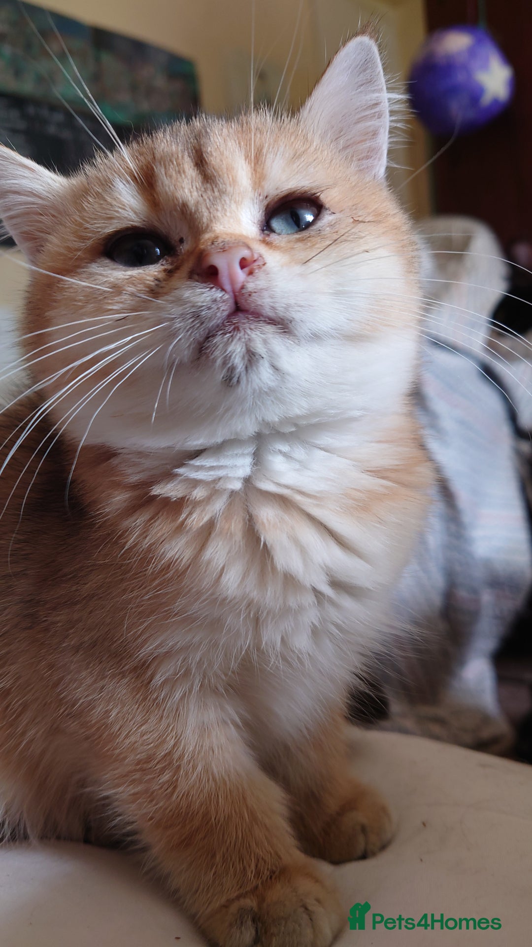British Shorthair cats for sale: British Short Hair BSH kittens - Image 2