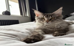 Maine Coon cats for sale: Mr Fink. Loving huge Maine coon - Image 4