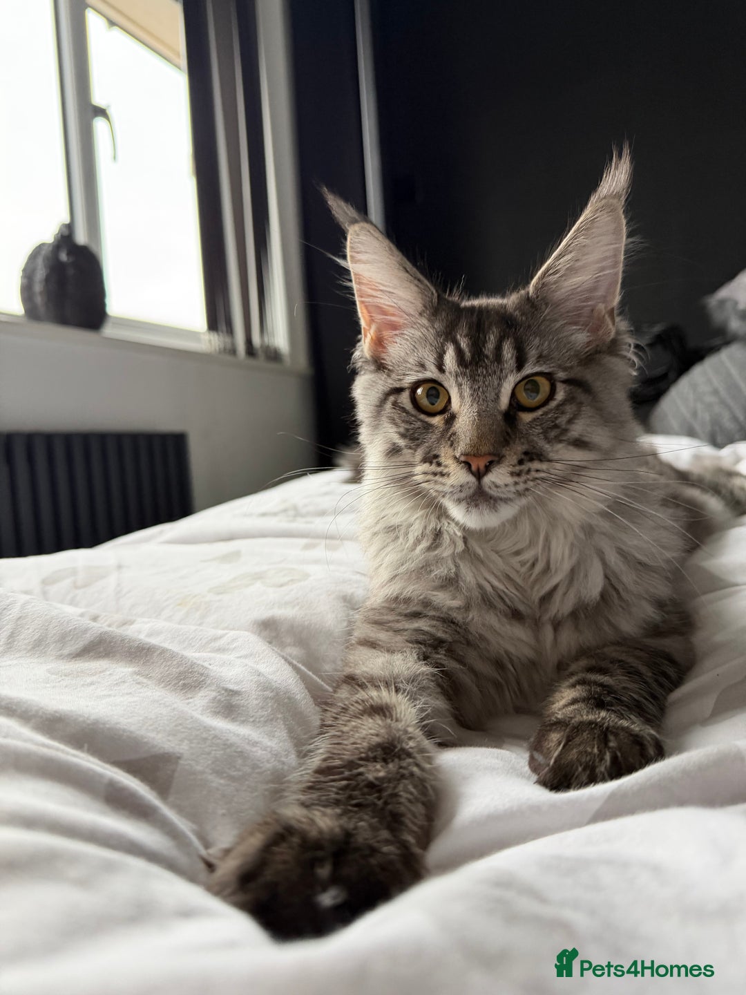 Maine Coon cats for sale: Mr Fink. Loving huge Maine coon - Image 4