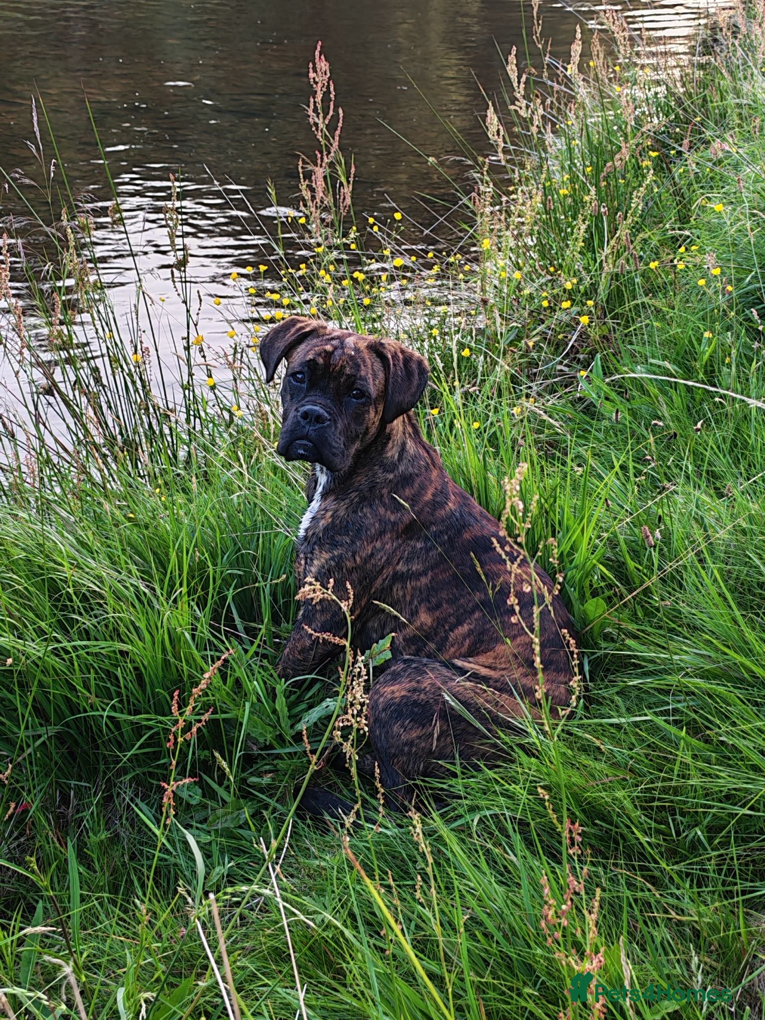 Boxer dogs Boxer pups - Advert 11