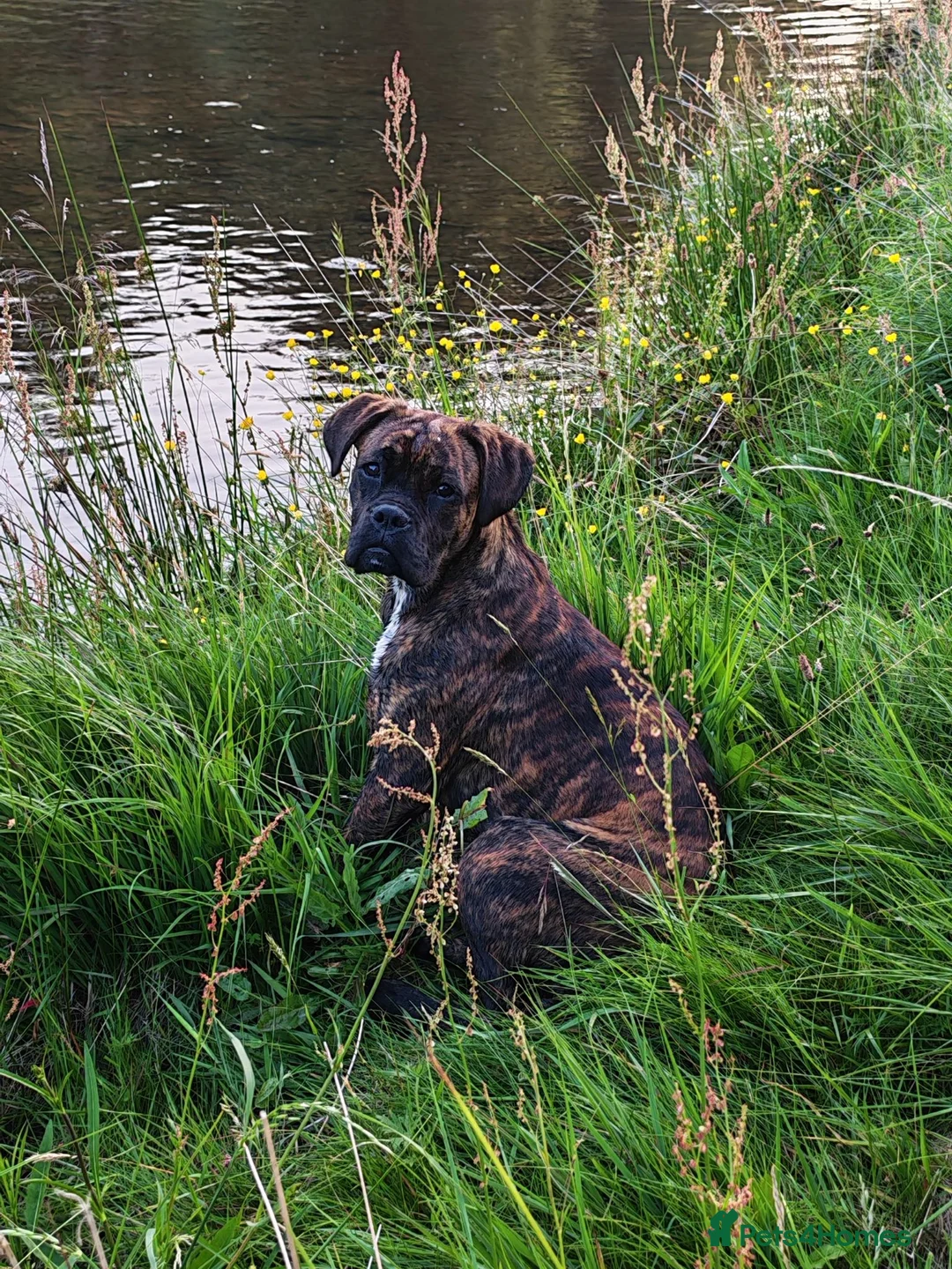 Boxer dogs for sale: Boxer pups - Advert 1