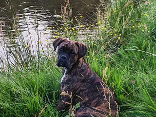 Boxer dogs Boxer pups - Advert 10