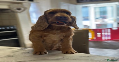 Cocker Spaniel dogs - Advert 3