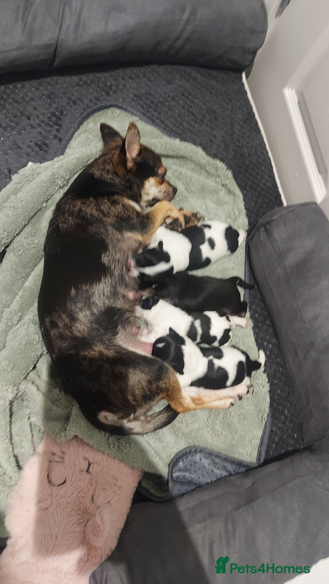 Chihuahua dogs for sale: Chihuahua  - Image 10