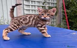 Keetso cats for sale: Rare curled eared rosetted keetso male  - Advert 31