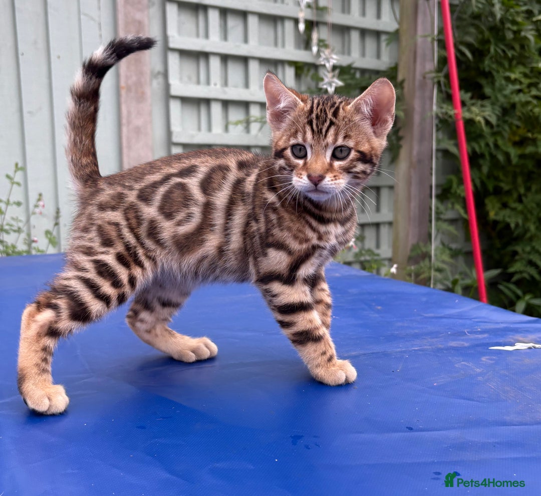 Keetso cats for sale: Rare curled eared rosetted keetso male  - Advert 31