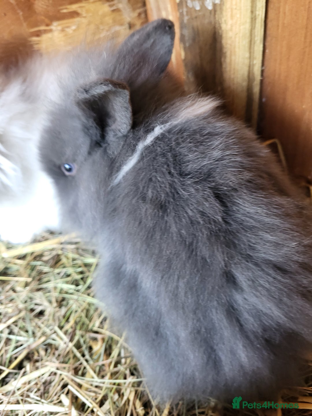 Mini Lion Lop rabbits for sale: One beautiful little buck ready go  - Image 2