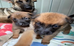 Belgian Shepherd Dog dogs for sale: Belgian Malinois puppy’s  - Image 9