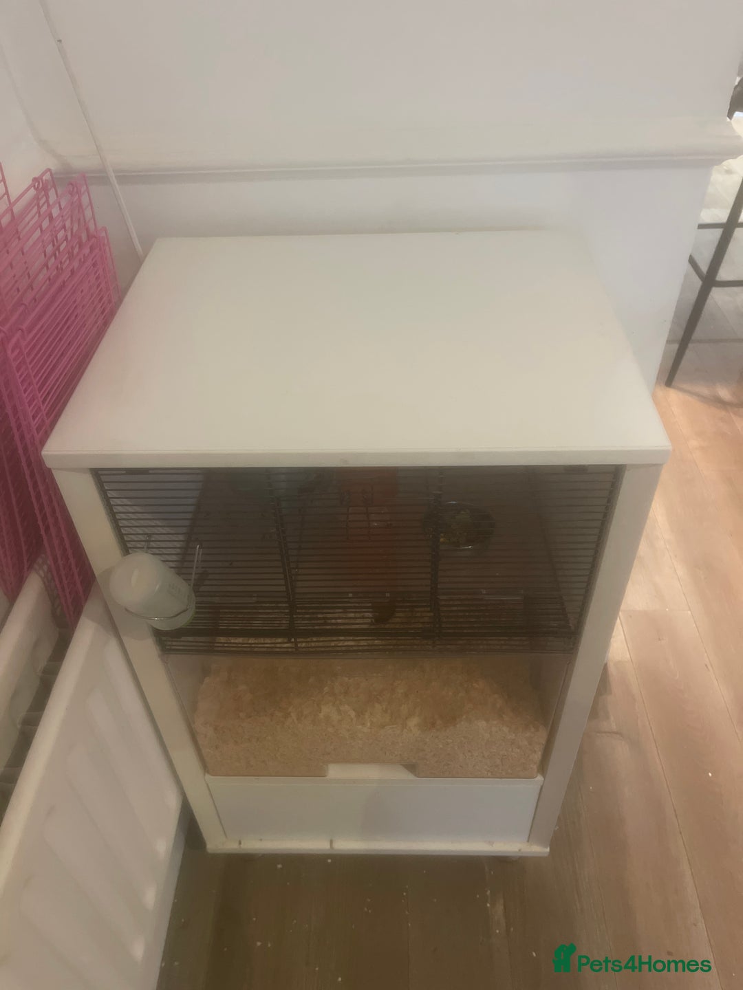 Gerbil rodents for sale: Two female gerbils - Image 5