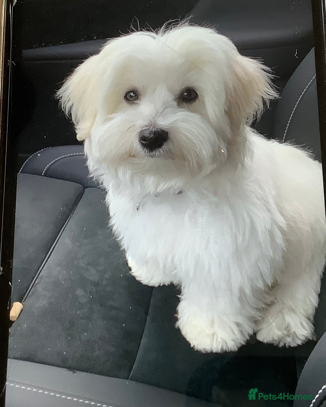 Coton De Tulear dogs for sale: Coton de Tulear, KC Registered Puppy - Advert 1