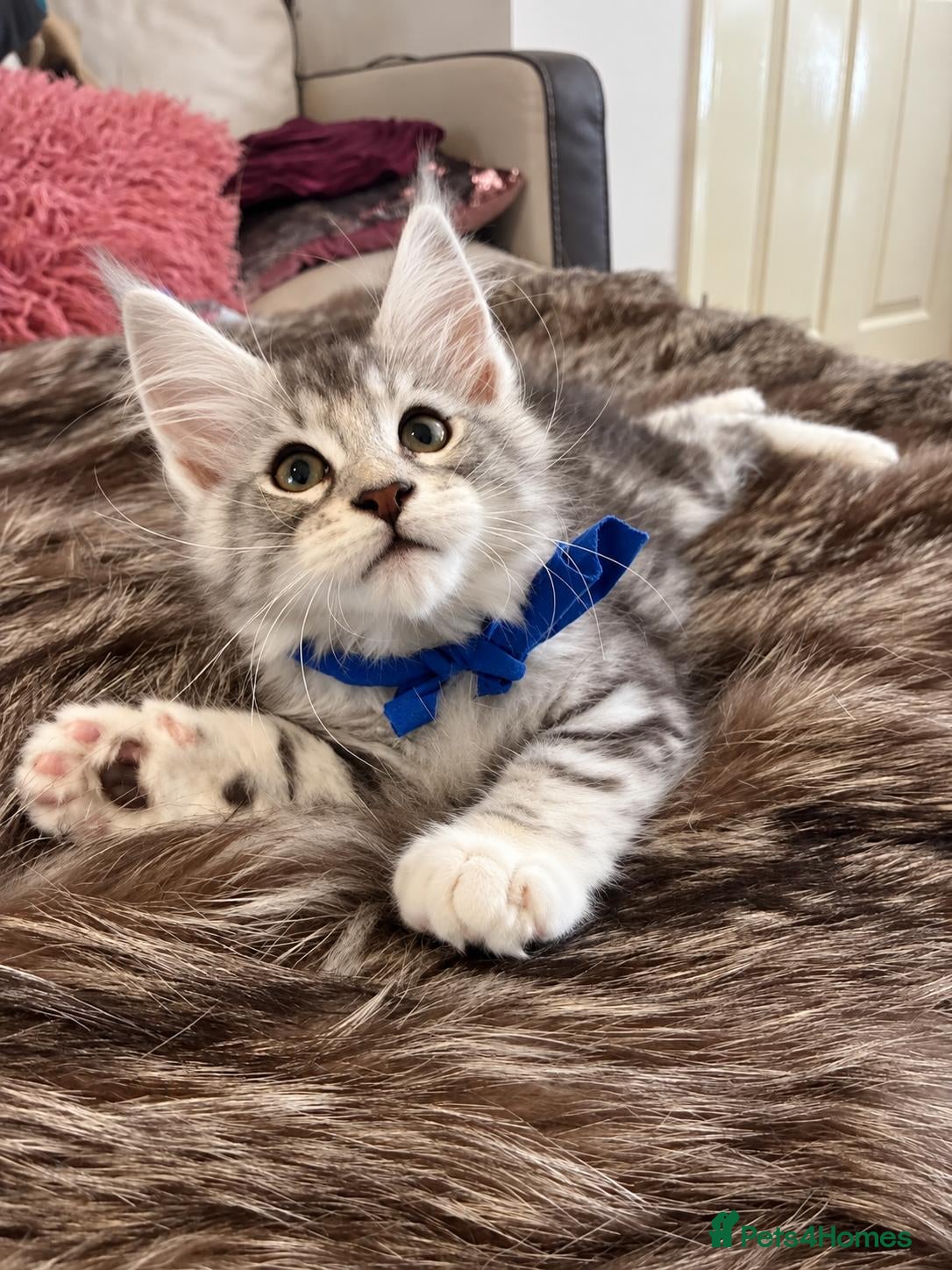 Maine Coon cats STUNNING SILVER MAINE COON KITTEN FOR SALE 🐾 - Advert 10