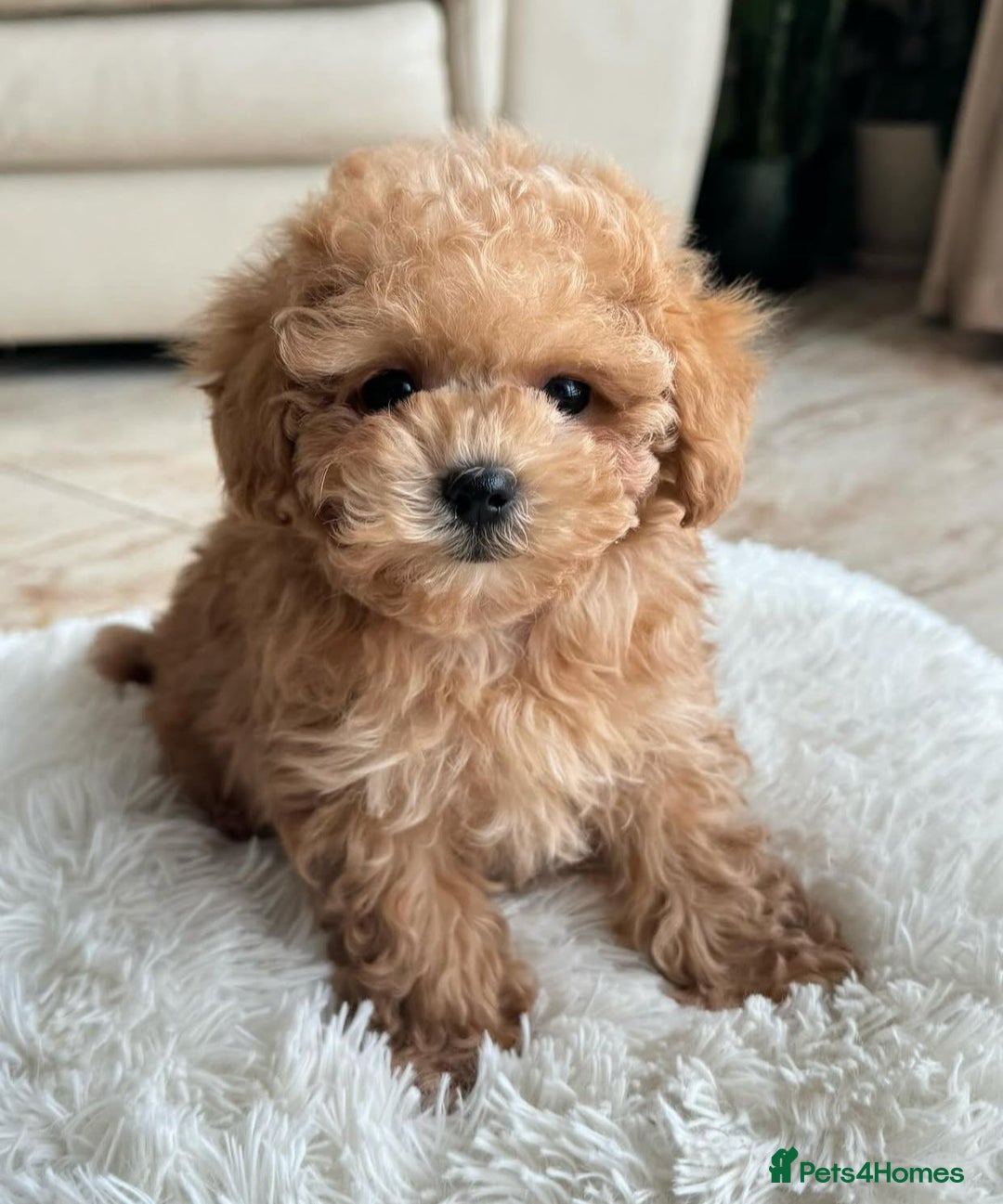 Maltipoo dogs for sale: Gorgeous Toy Maltipoo Puppies! - Image 16
