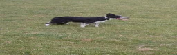 Border Collie dogs for sale: Border collie dogs for sale  in Machynlleth - Advert 7