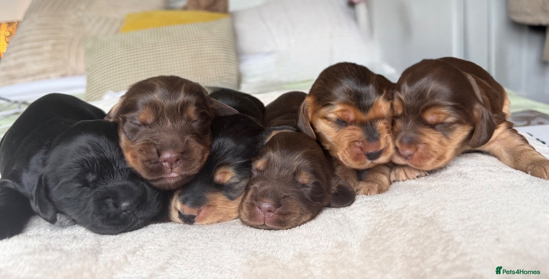 Cocker Spaniel dogs 6 Beautiful show cocker spaniel puppies ❤️❤️  - Advert 17