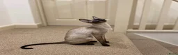 Cornish Rex cats for sale: Stunning male Cornish Rex.  - Advert 7