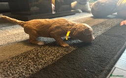 Cavapoo dogs for sale: F1BB cavapoo puppies  - Image 16