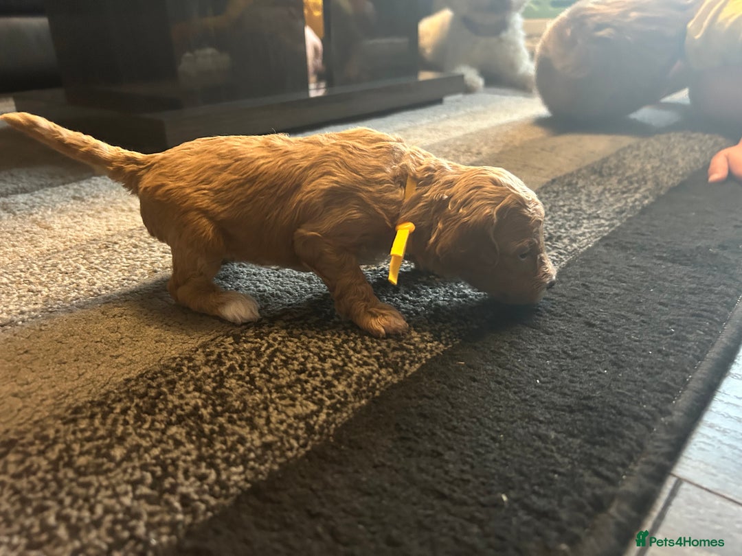 Cavapoo dogs for sale: F1BB cavapoo puppies  - Image 16