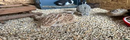 Quail poultry for sale: Coturnix quails from day olds to laying females - Advert 12