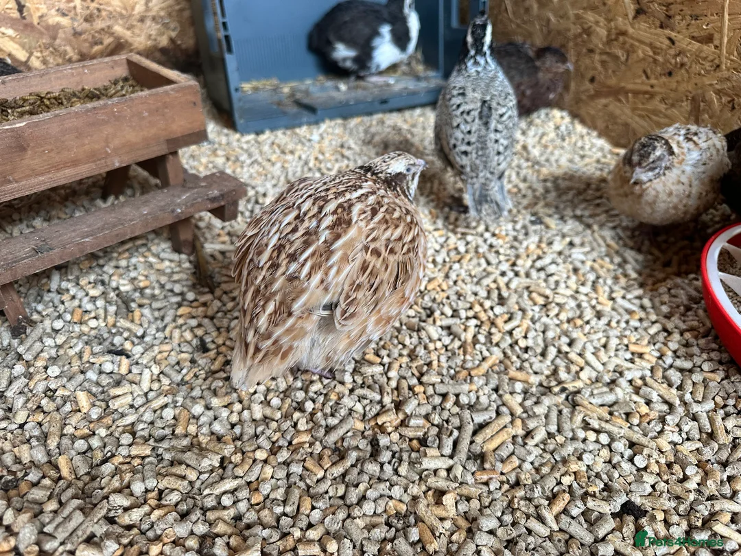 Quail poultry for sale: Coturnix quails from day olds to laying females - Advert 12