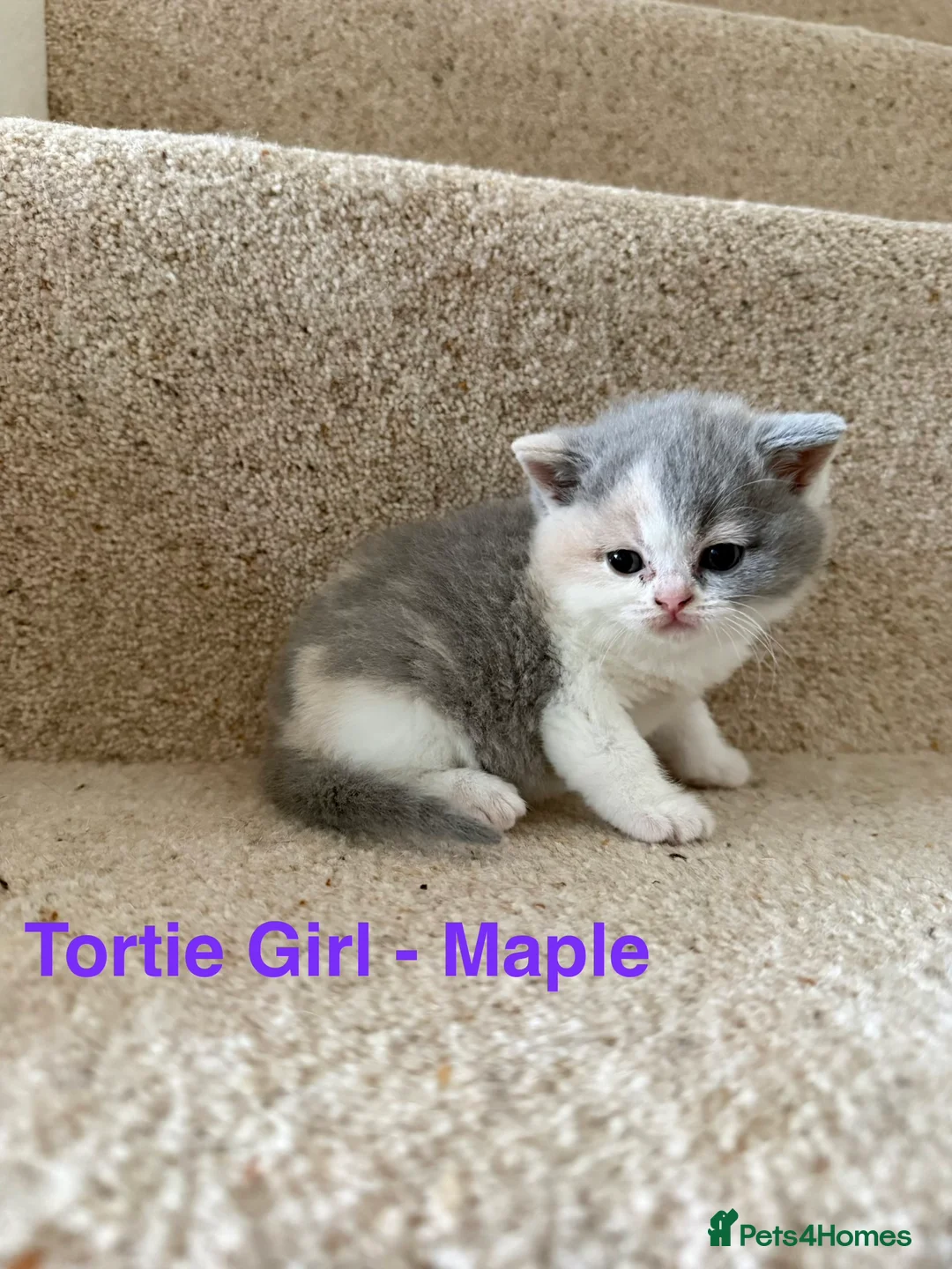 British Shorthair cats for sale: Stunning GCCF BSH - Tortie and Bi colour  - Advert 6