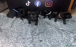 Staffordshire Bull Terrier dogs for sale: Staffys Puppies   25+ Champions ( Show Quality ) - Advert 10