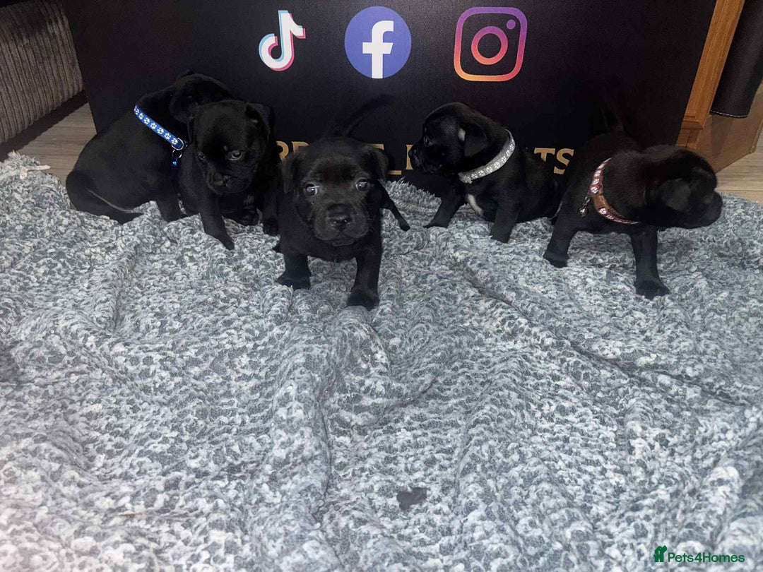 Staffordshire Bull Terrier dogs for sale: Staffys Puppies   25+ Champions ( Show Quality ) - Advert 10