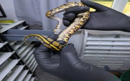Python Snake reptiles for sale: Multiple royals available  - Image 5