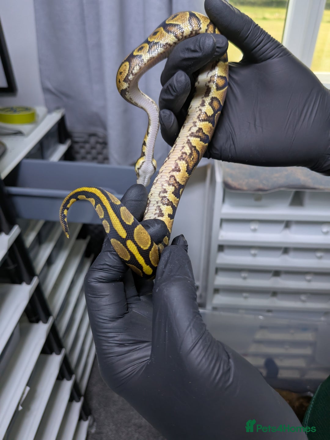 Python Snake reptiles for sale: Multiple royals available  - Image 5