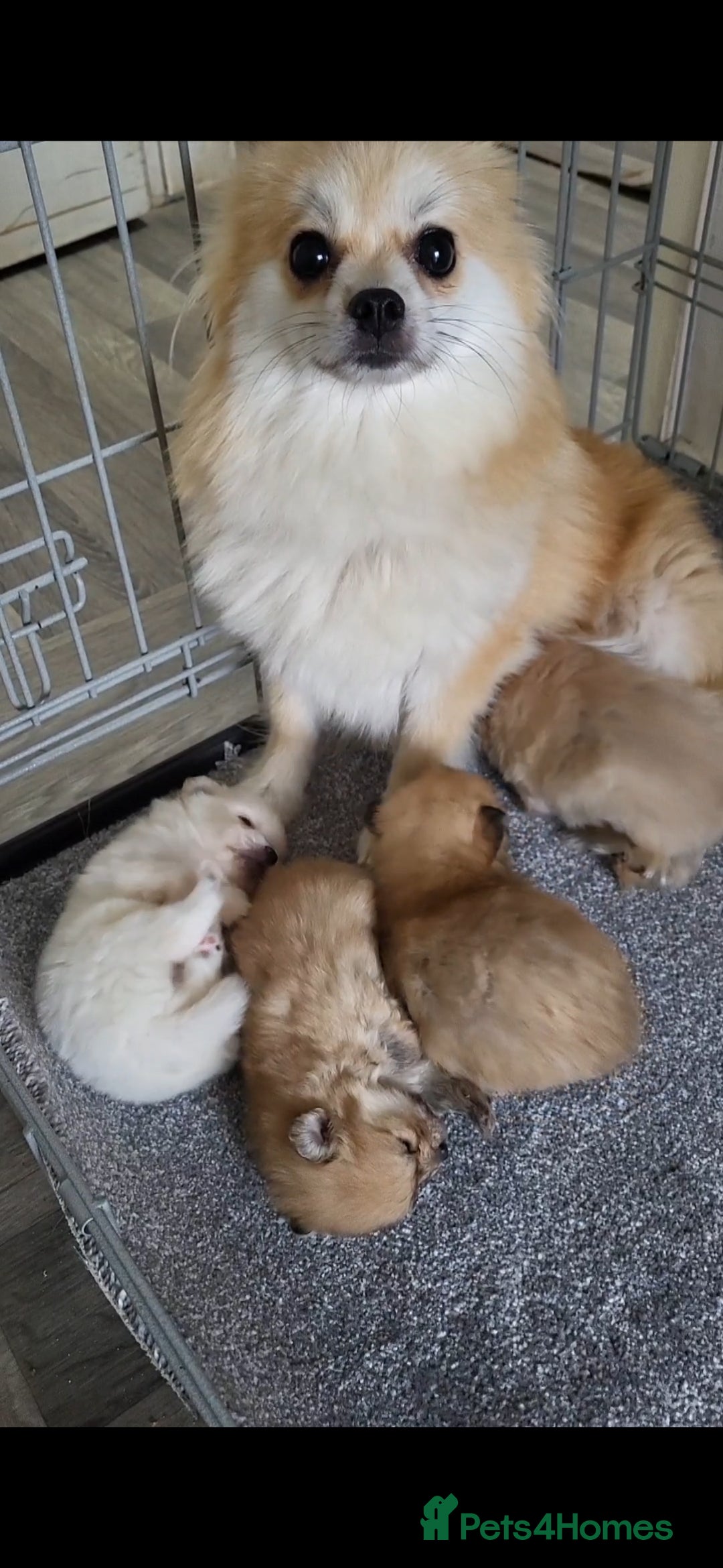Pomeranian dogs for sale:  beautiful boy pomeranians - Image 12