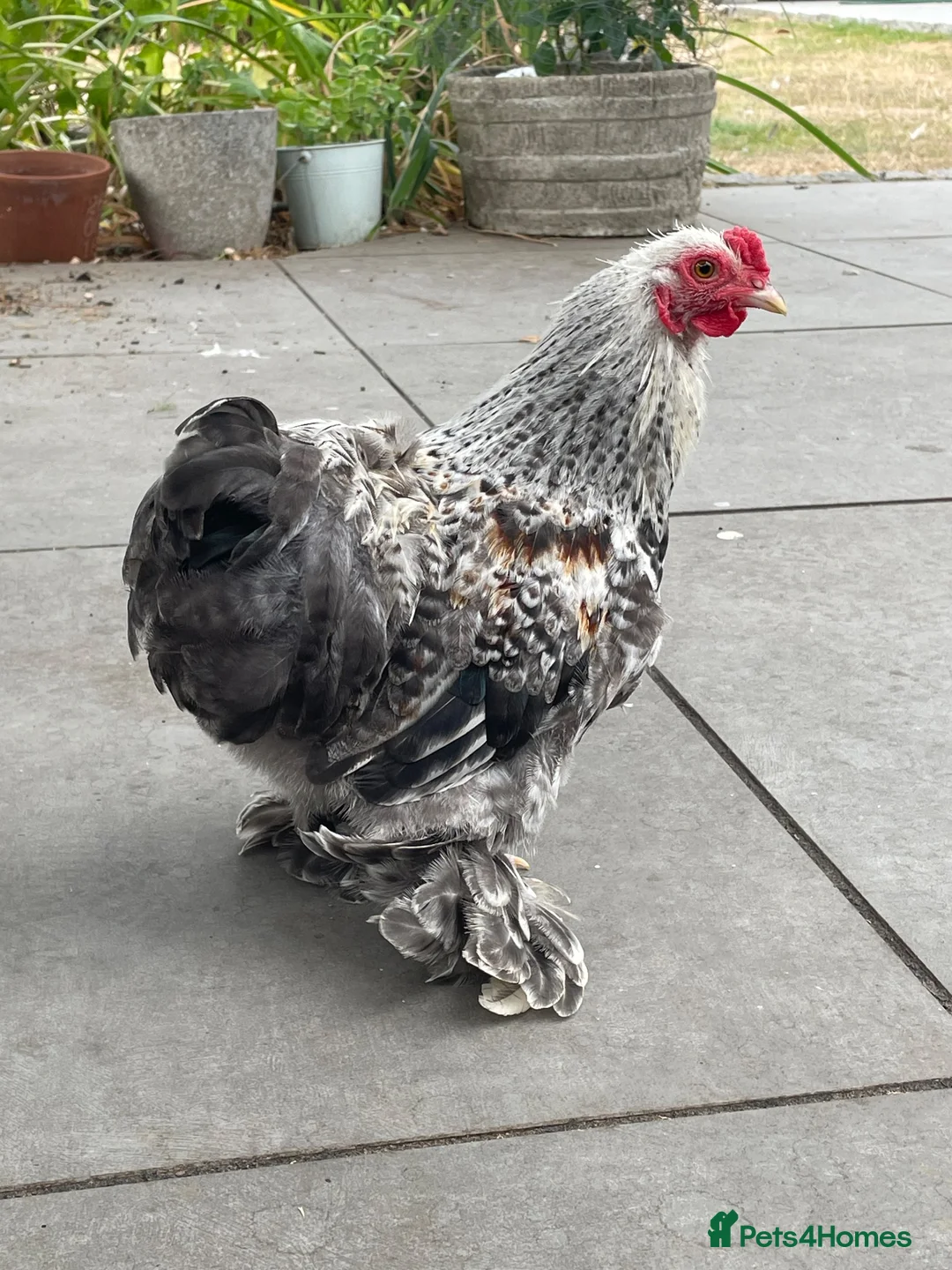 Chickens poultry for sale: Pekin Bantam Cockerels - Advert 3