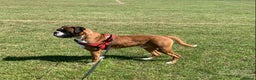 Boxer dogs for stud: Boxer stud dog in Barnsley - Advert 4