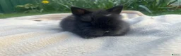 Lionhead rabbits for sale: Beautiful mini double maned lionheads bunnies  - Advert 8